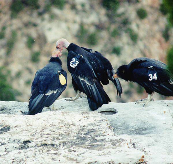 Photographs of the grand canyon,grad canyon,condors, and the birds on the Arizona desert and