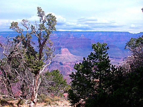 Photographs of Grand Canyon and California Condors and the birds on the