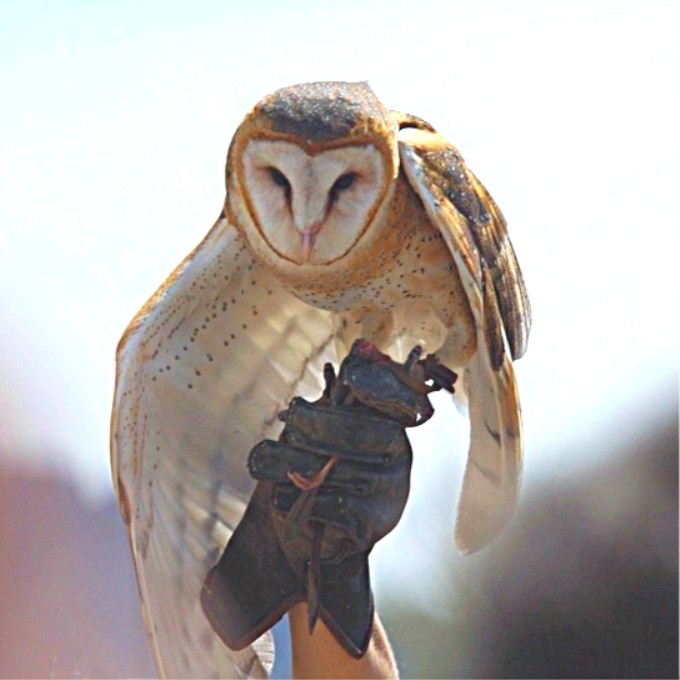 Photograpgs of barred owls and the many birds on the Arizona desert and