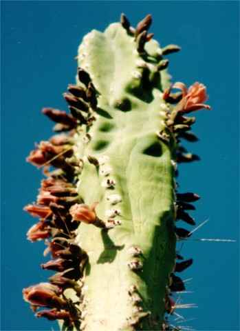 totem cactus
