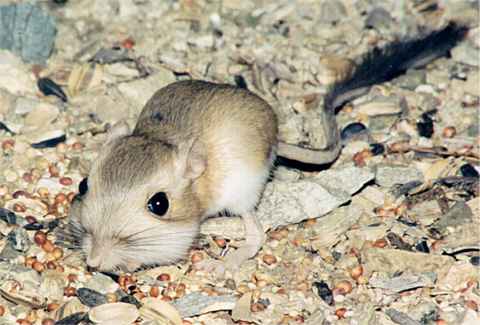 Buff Rat