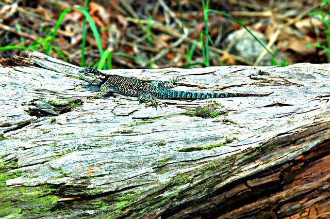 Photographs Of The Desert Spiny Lizard, Bugs, Insects, Snakes, Javelina 