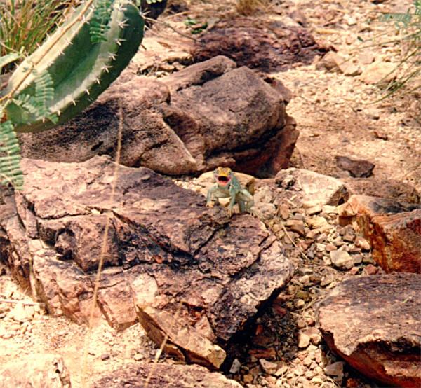 regal horned lizard