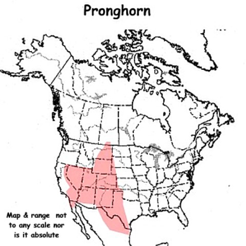 Photographs Of Pronghorn Sheep