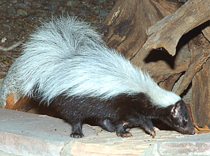 Photographs of the STRIPED SKUNK
