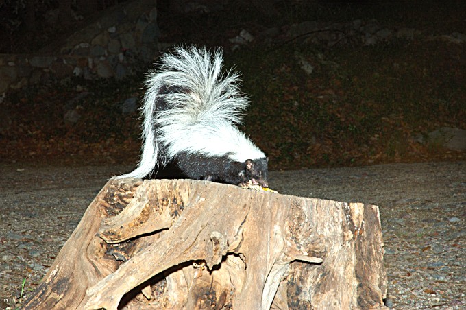 Photographs of the STRIPED SKUNK
