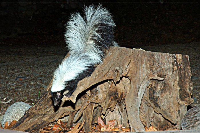 Photographs of the STRIPED SKUNK