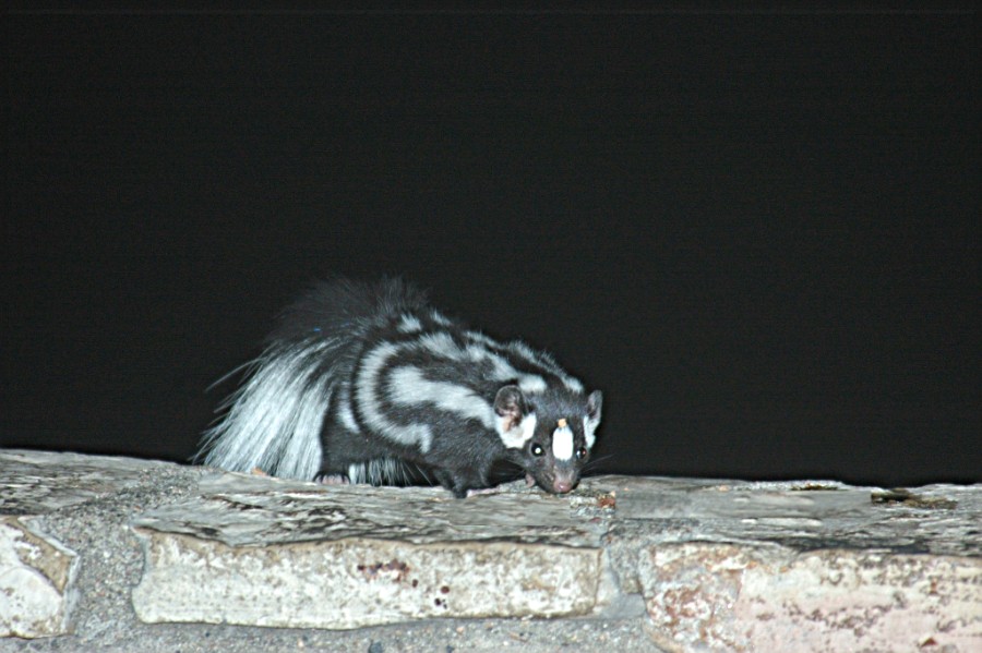 Photographs of the Ring-tailed cat, bugs, insects, snakes, javelina