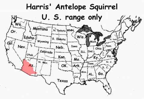 Black Squirrel Range Map