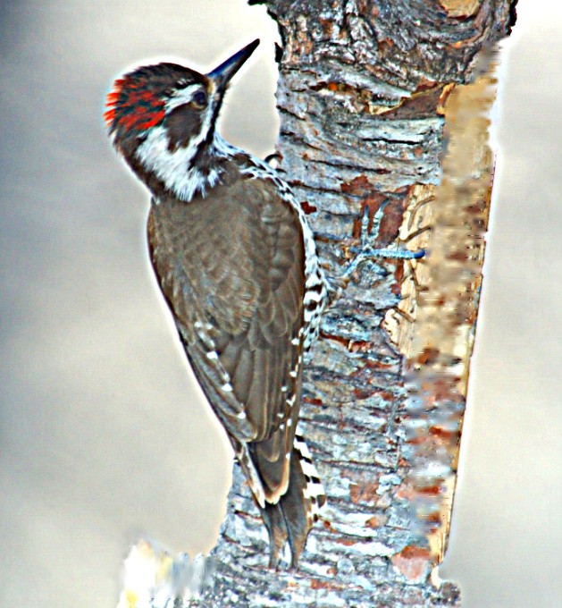 Photographs of Western Tanagers and the birds on the Arizona desert and