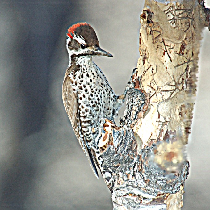 Photographs of Western Tanagers and the birds on the Arizona desert and
