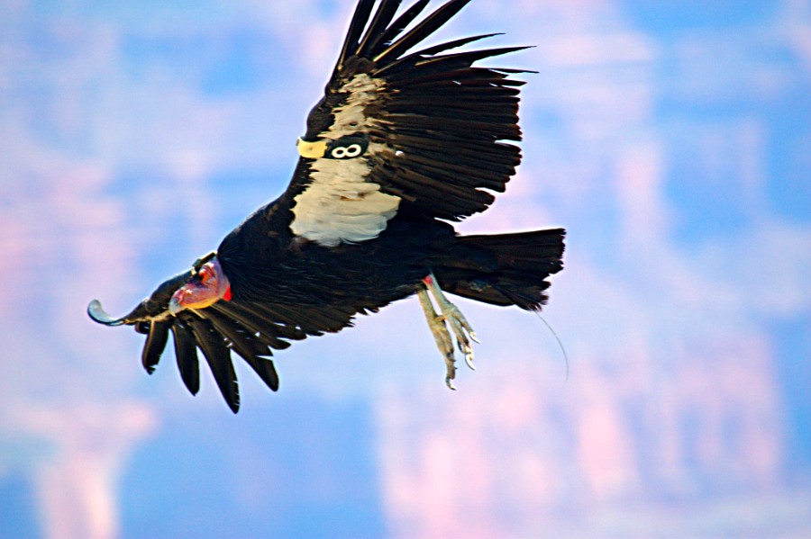 Photographs of California Condors of the grand canyon,grand canyon ...