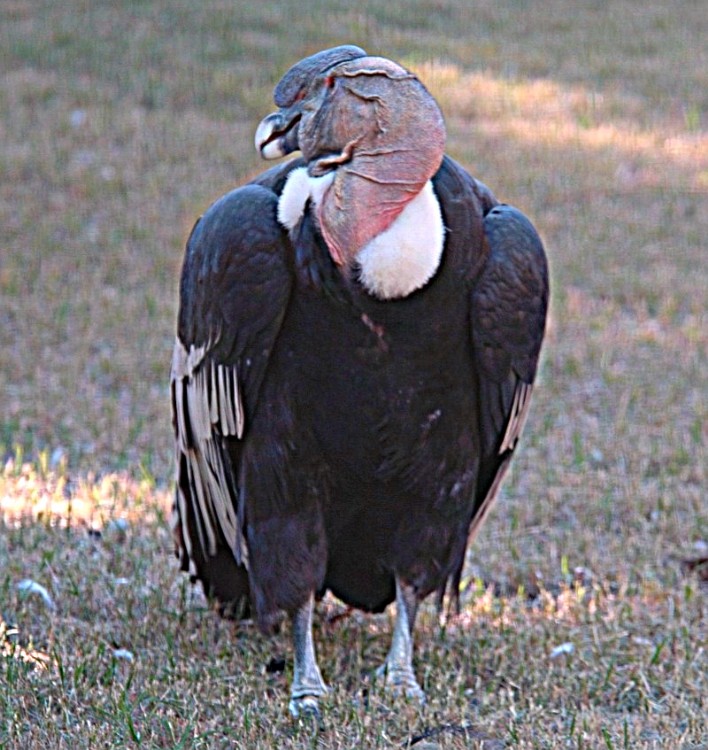 Andean Condors