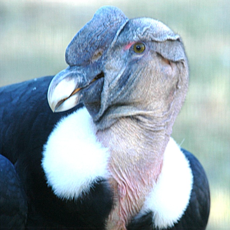 Andean Condors