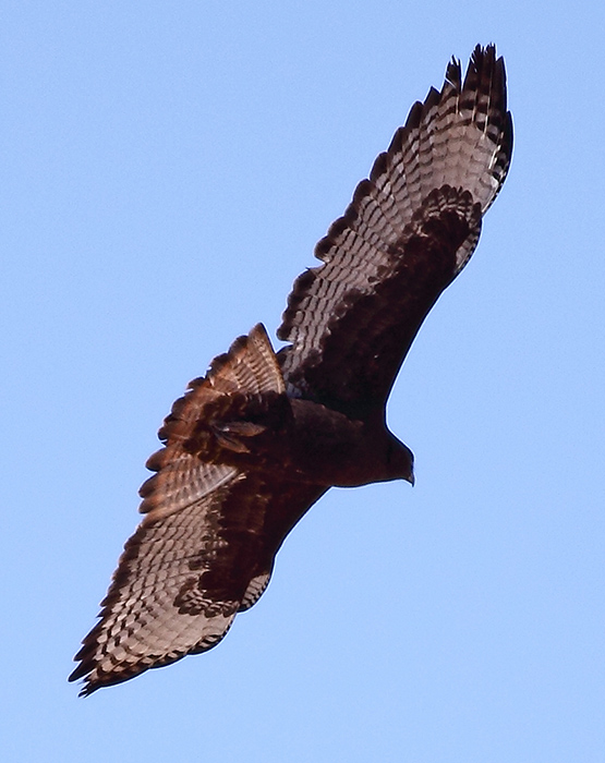 Photographs of zone-tailed Hawks and the birds on the Arizona desert ...