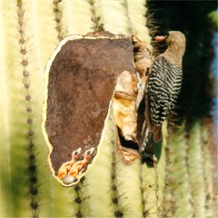 Photograpgs of woodpeckers and the many birds on the Arizona desert and ...