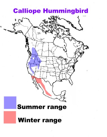 Photographs of Calliope Hummingbirds mostly in Arizona