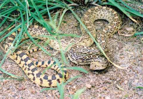 Photographs of Desert Life and the birds, bugs, insects, snakes ...