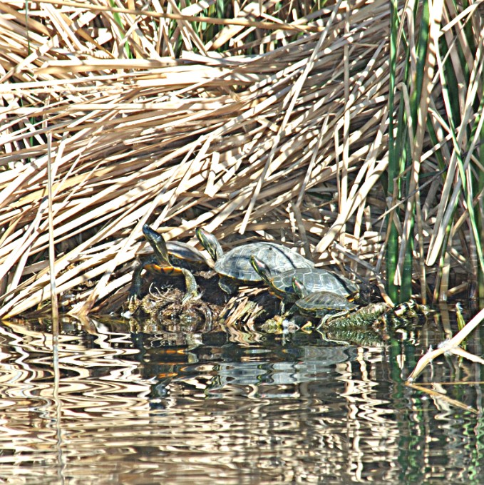 Photographs of Red Eared Slider Turtle and Arizona Desert Life and the ...