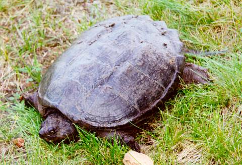 Photographs of a Snapping Turtle and Arizona Desert Life and the birds ...